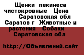 Щенки  пекинеса чистокровные › Цена ­ 4 000 - Саратовская обл., Саратов г. Животные и растения » Собаки   . Саратовская обл.
